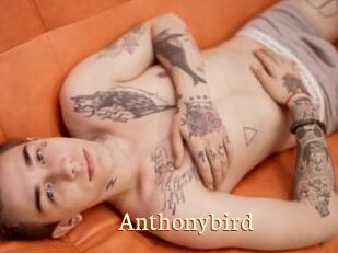 Anthonybird