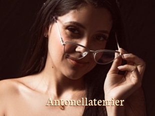 Antonellaterrier