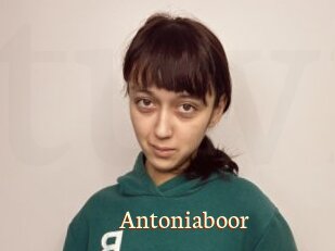 Antoniaboor