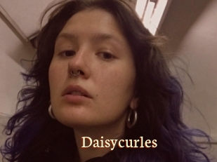 Daisycurles