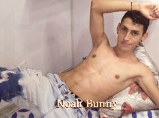 Noah_Bunny